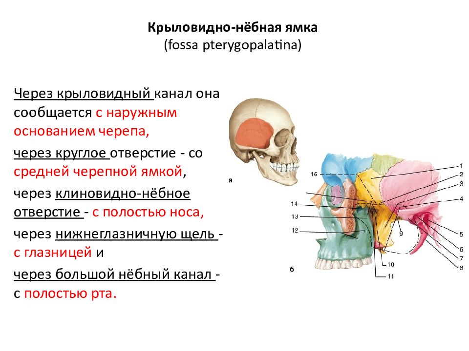 Медиальная стенки крыловидно небной ямки образована. Крыловидно-небная ямка(Fossa pterygopalatina). Крыловидно-небная ямка на черепе. Топографическая анатомия крылонебной ямки. Fossa pterygopalatina.