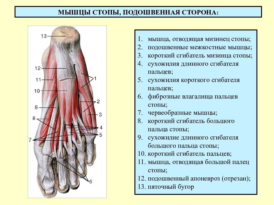 Мышцы стопы картинки анатомия