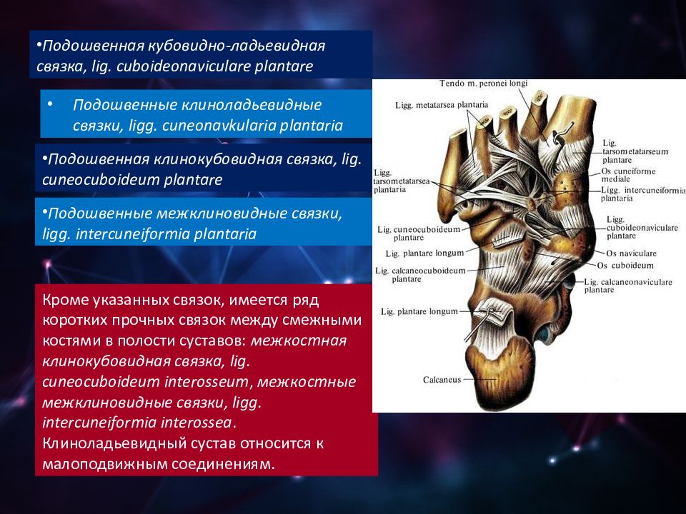 Артрология анатомия презентация