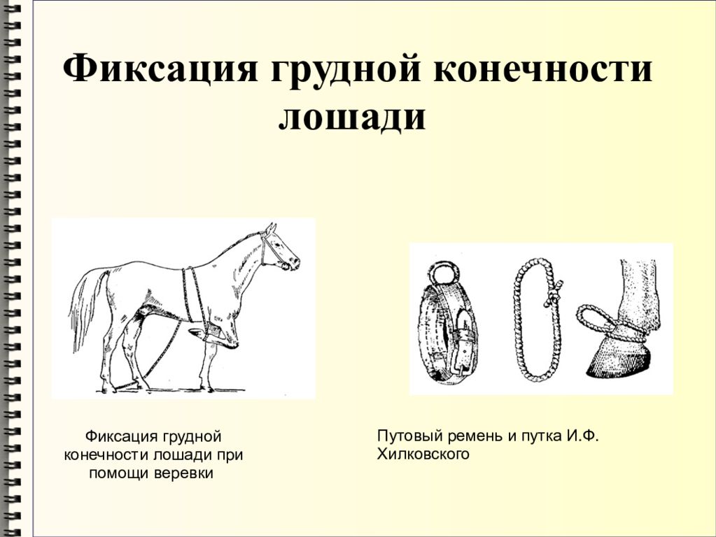 Фиксация это. Механические способы фиксации лошадей. Фиксация веревкой грудной конечности лошади. Метод фиксации лошади. Фиксация тазовой конечности лошади.