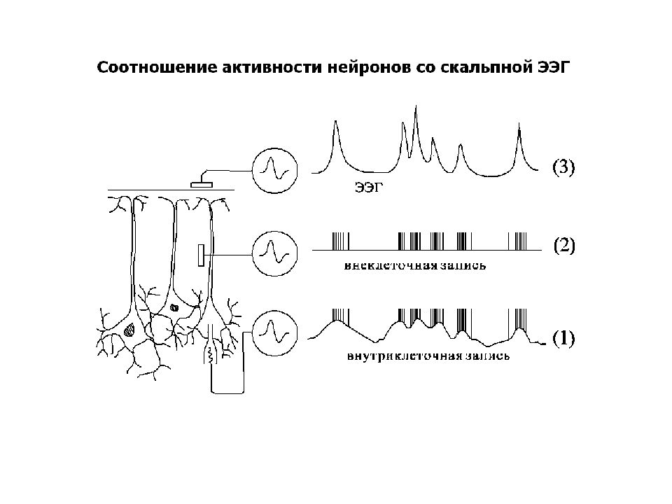 Метод регистрации импульсной активности нейронов. Метод регистрации импульсной активности нервных клеток. Электрическая активность нейронов. Методики регистрации электрической активности нейронов.