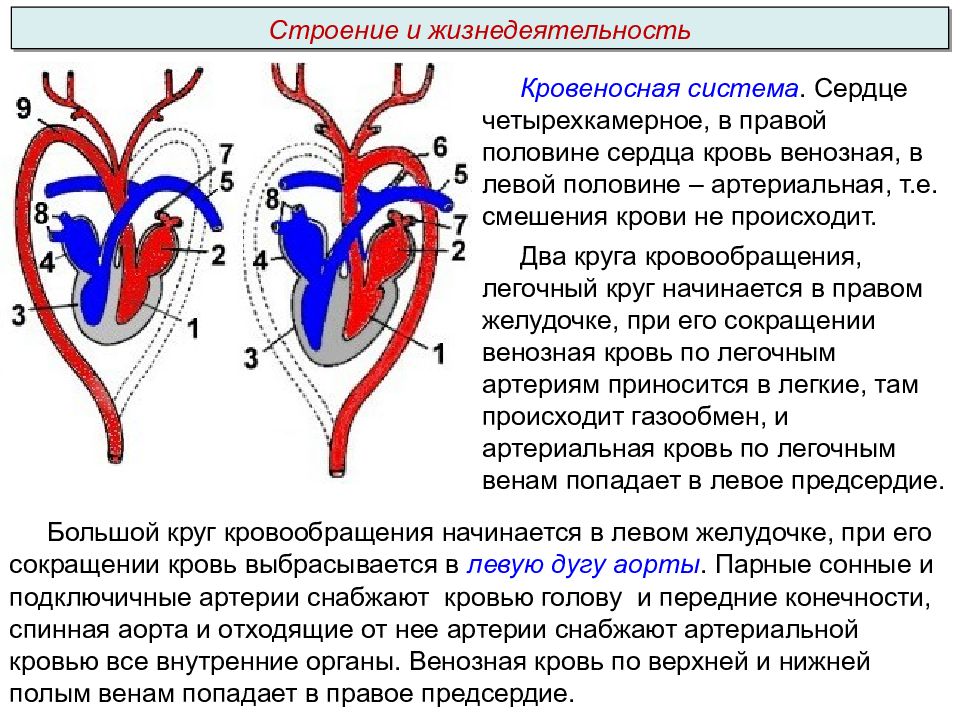 Строение кровеносной системы человека. Четырехкамерное сердце. Строение сердца с венозной и артериальной крови. Четырехкамерное строение.