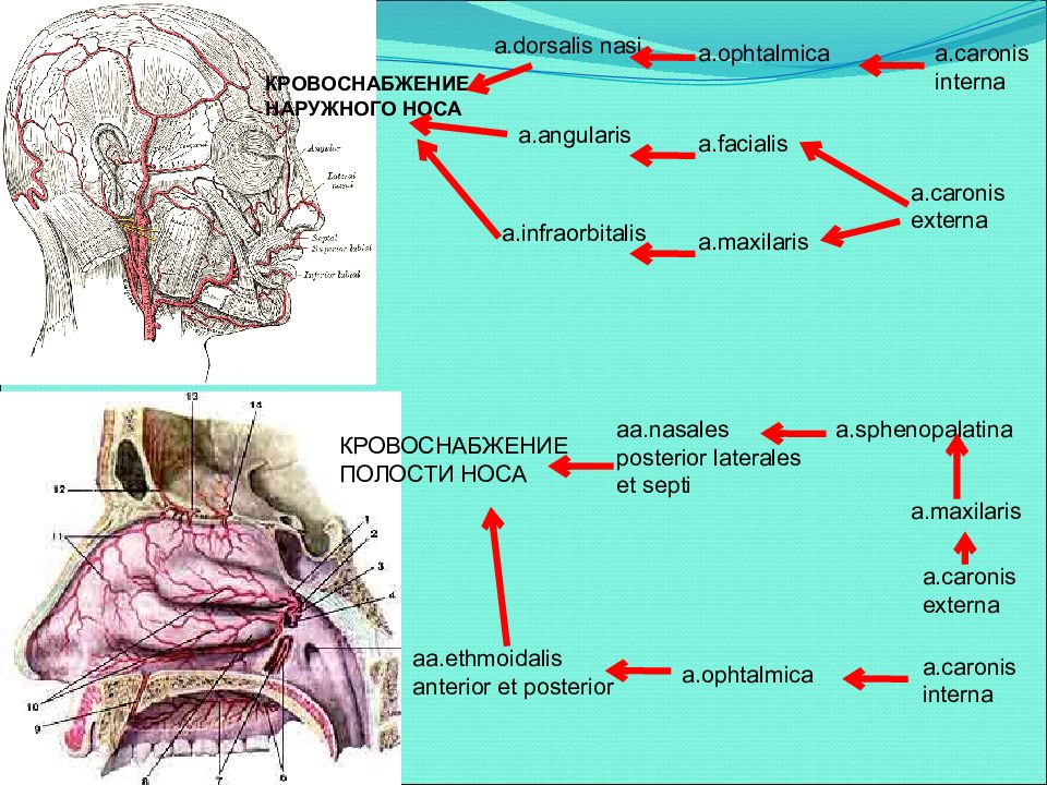 Кровоснабжение носа презентация