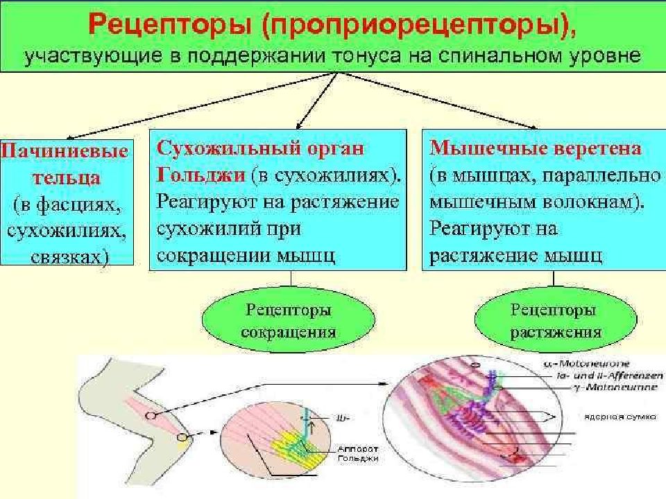 Рецепторы мышечного чувства расположены в. Функции проприорецепторов физиология. Проприорецепторы мышечные веретена. Роль проприорецепторов мышц. Типы проприорецепторов.