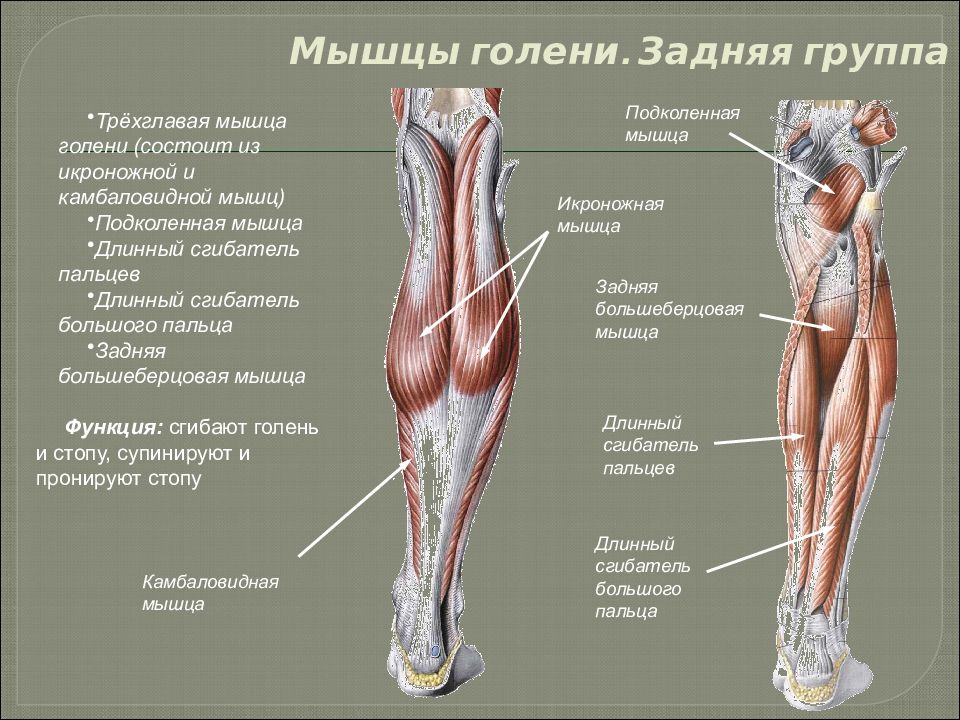 А также внутренней поверхности. Задняя группа мышц голени таблица. Мышцы голени анатомия задняя группа мышц.