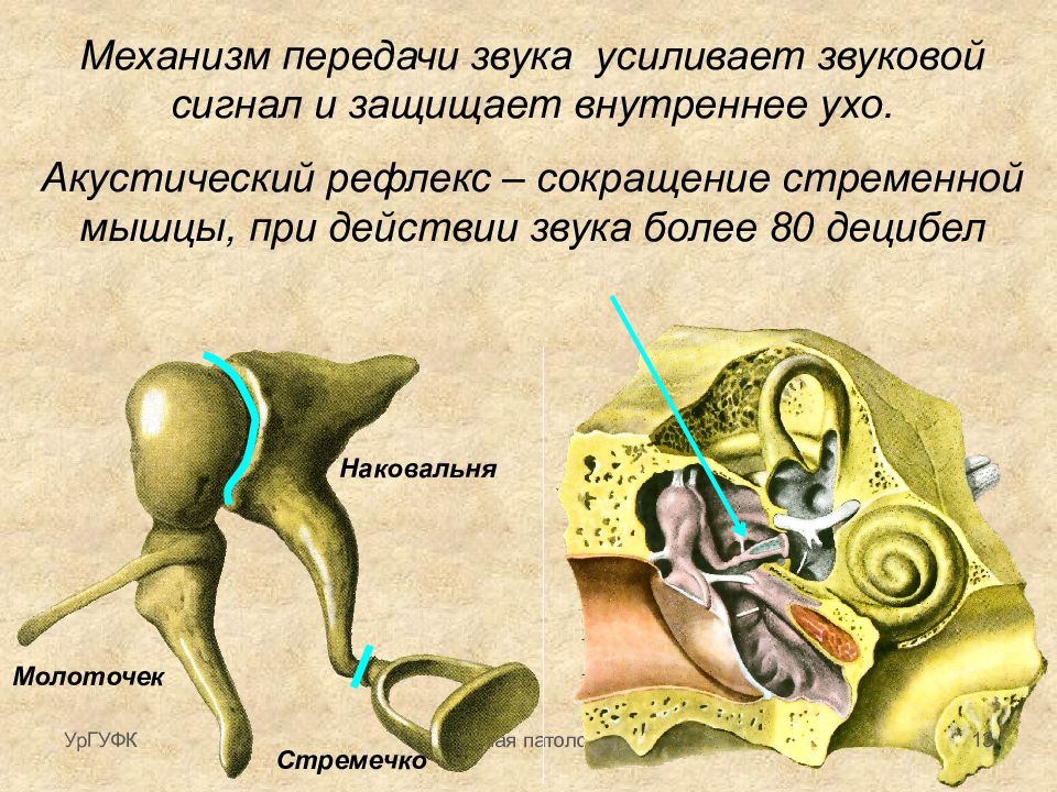 Слуховые косточки расположены в каком ухе. Слуховые косточки среднего уха строение и функции. Стремечко строение и функции. Слуховой анализатор наковальня. Строение слуховых косточек анатомия.