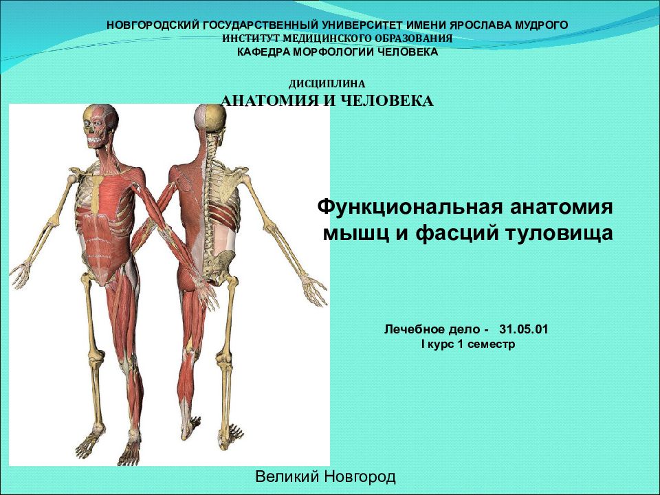 Функциональная анатомия мышц и фасций туловища НОВГОРОДСКИЙ ГОСУДАРСТВЕННЫЙ