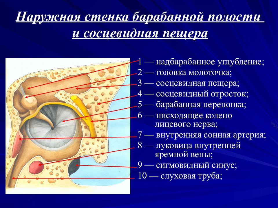 Барабанная полость схема