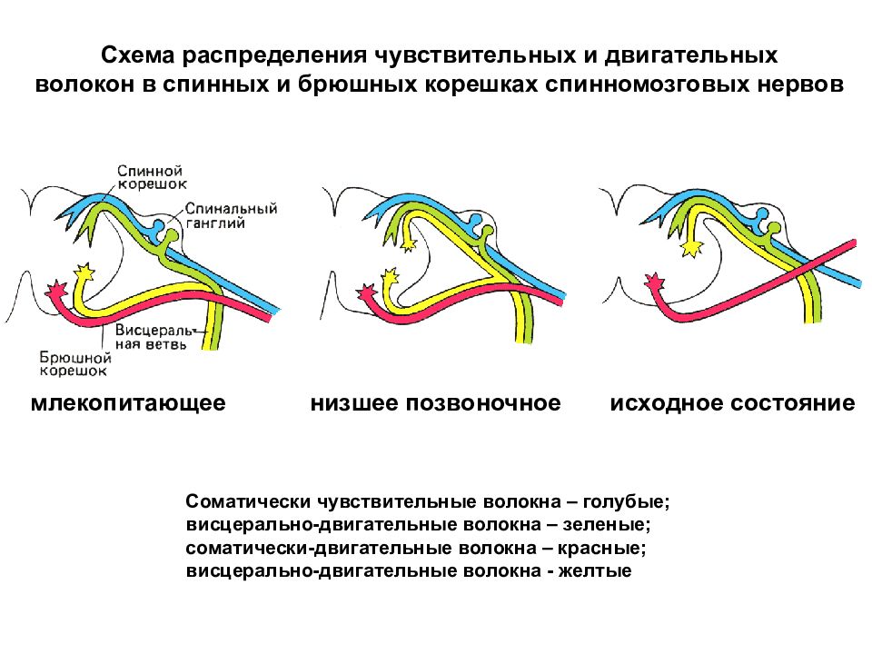 Двигательные нервы. Чувствительные волокна спинномозговых нервов образованы:. Двигательные волокна спинномозгового нерва. Нервные волокна чувствительные двигательные. Чувствительные и двигательные корешки.