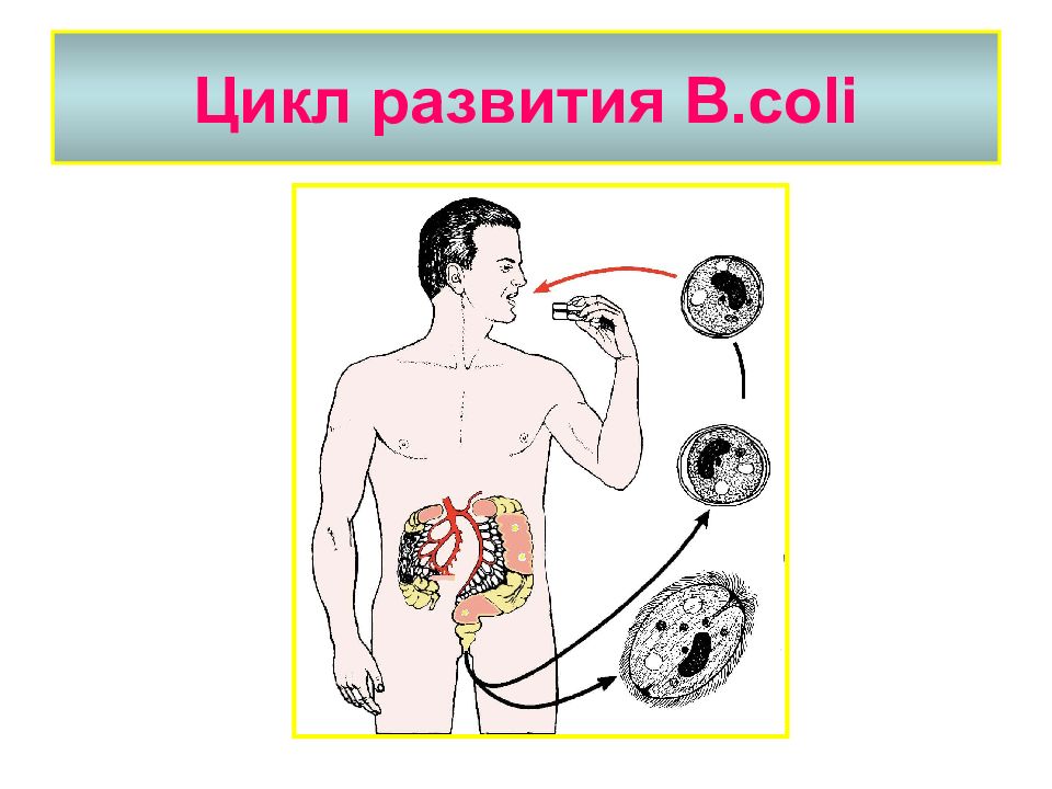 Медицинская протозоология презентация