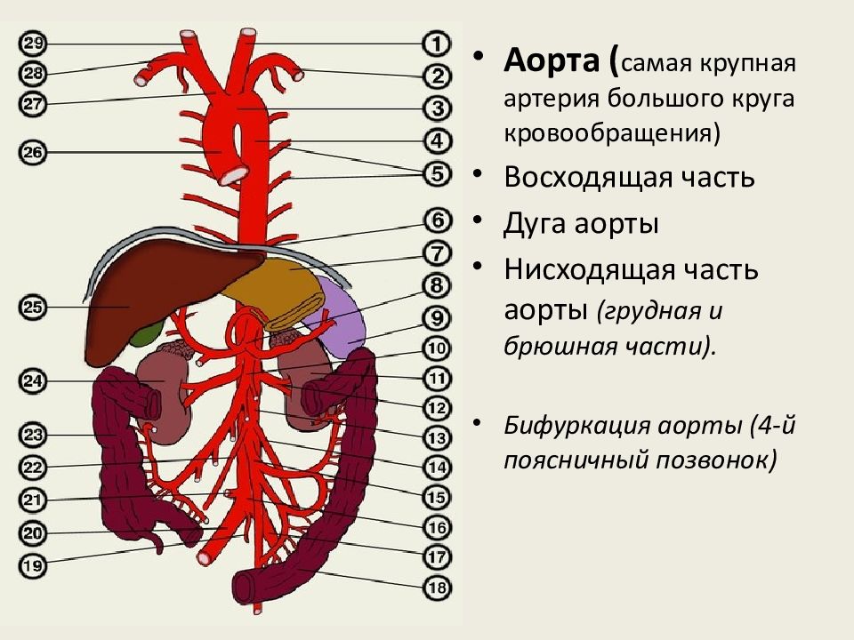 Аорта рисунок анатомия