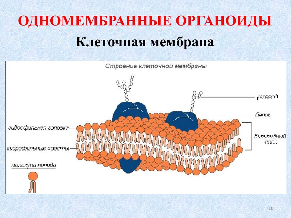 Чем отличается органоиды от клеточных включений