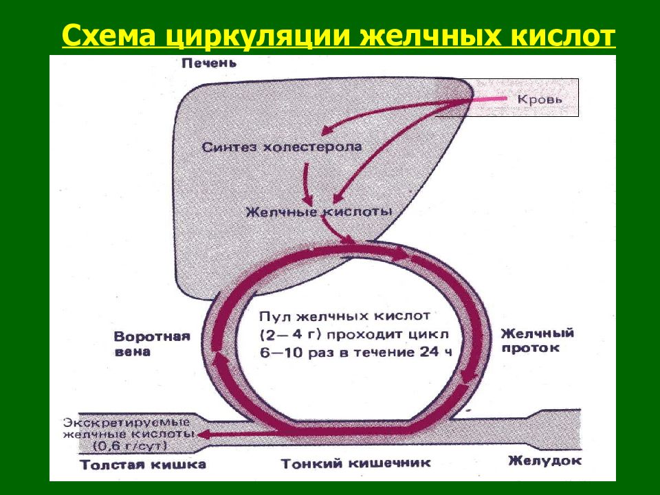 Энтерогепатическая регуляция желчных кислот схема по биохимии