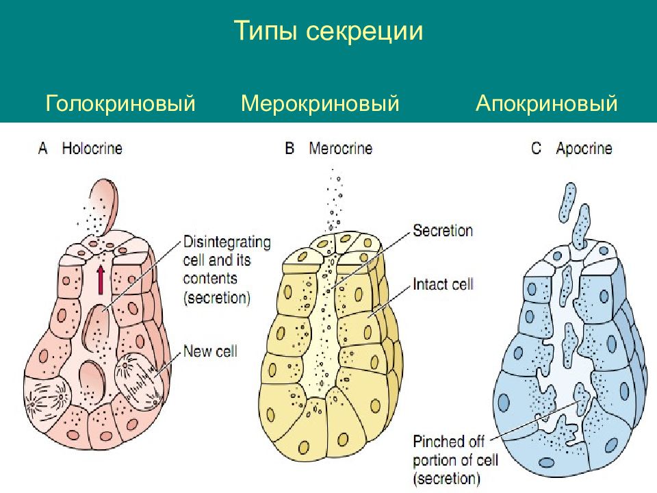 Типы секреции. Галакриного Тип секреция. Апокриновый мерокриновый и голокриновый Тип секреции. Голокриновый Тип секреции схема. Галокриной типсереции.