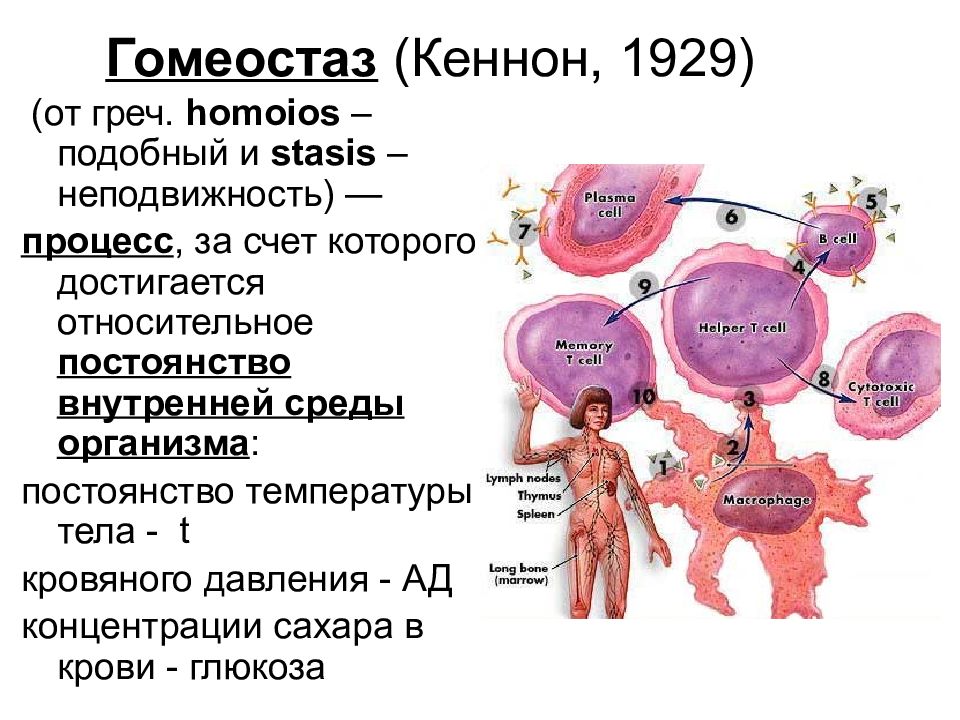 Внутреннее постоянство организма. Гомеостаз примеры. Гомеостаз в организме человека. У Кеннон гомеостаз. Виды гомеостаза у человека.