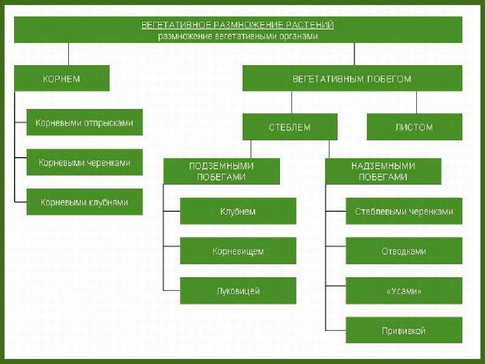 Способы вегетативного размножения проект