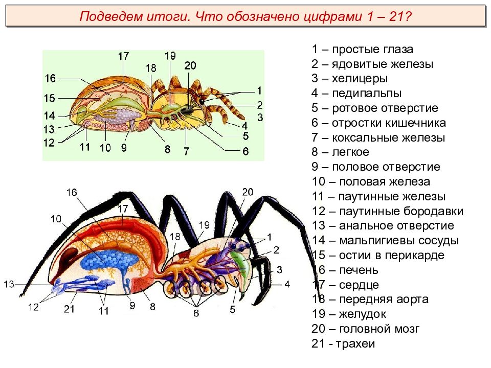 Выбери что обозначено цифрой 5. Биология 7 класс Членистоногие паукообразные. Внешнее строение паукообразных 7 класс. Строение паукообразных 7 класс биология. Хелицеры паука строение.