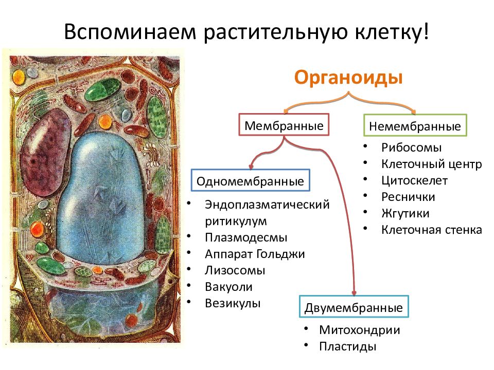 Одномембранные органоиды презентация