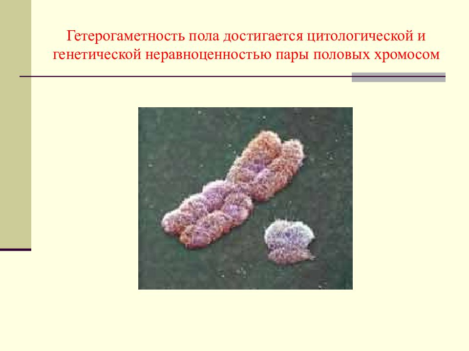 Генетика пола 10 класс биология презентация