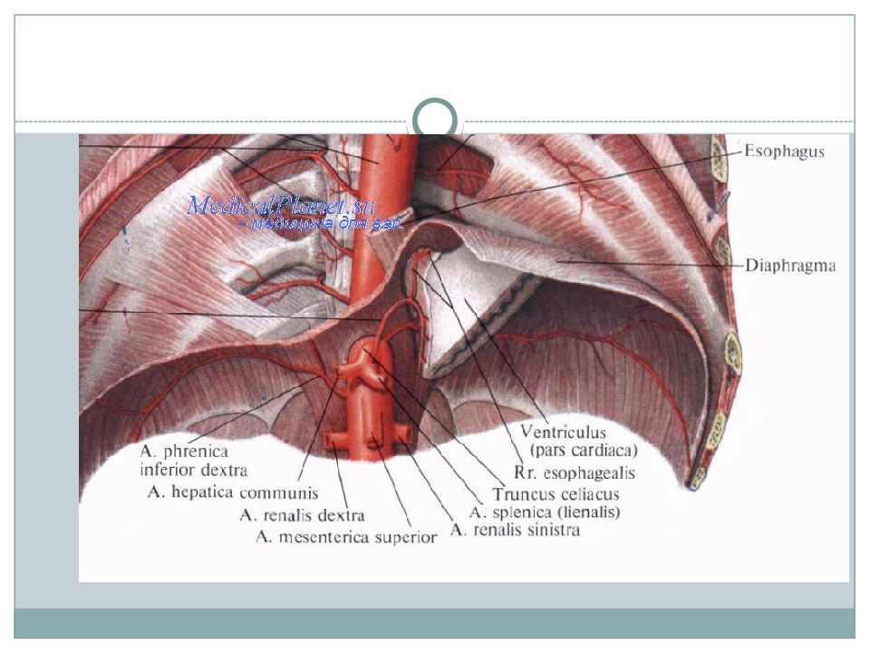 Центр диафрагмы. Кровоснабжение диафрагмы анатомия. Диафрагма Неттер. Диафрагма отверстия кровоснабжение иннервация. Отверстия диафрагмы анатомия.