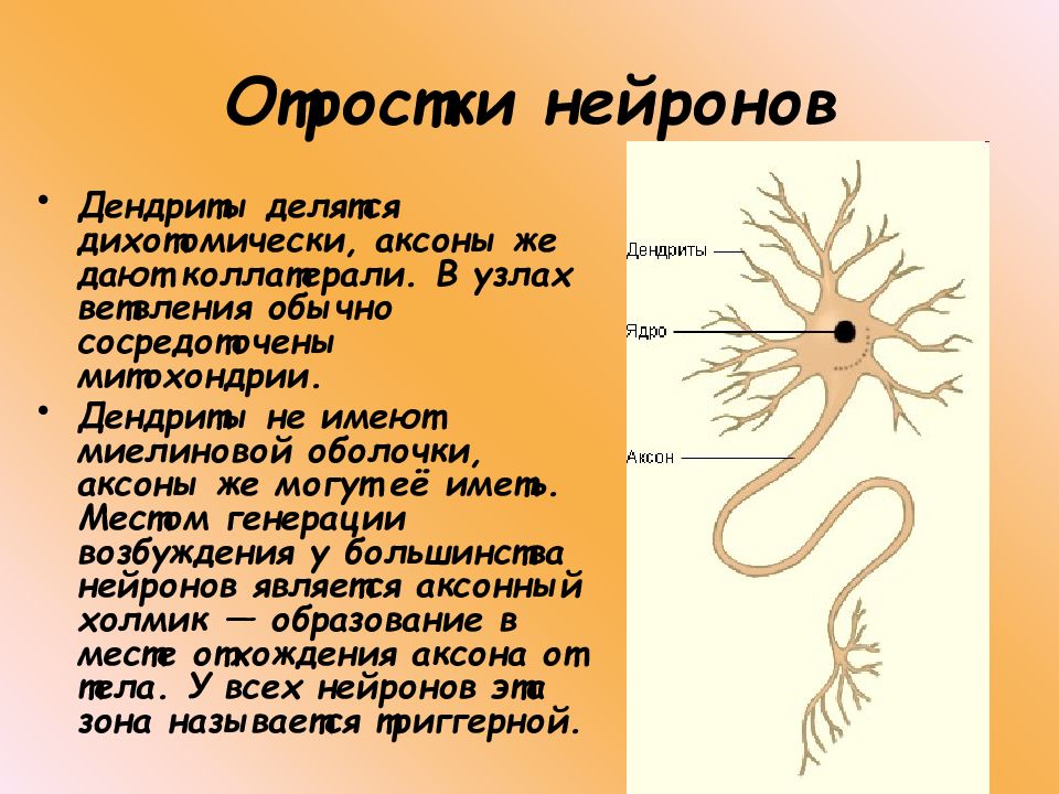 Как называется короткий нейрона. Строение нейрона. Отростки. Дендрит. Строение нейрона дендриты. Дендрит нейрона структура. Аксоны отростки нервных клеток.