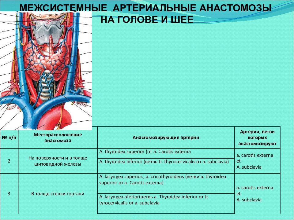 Артерии щитовидной железы. Анастомозы внутренней сонной артерии. Артериальная система человека анатомия артерии головы и шеи. Межсистемные анастомозы артерий головы и шеи. Система наружной сонной артерии анастомоз.