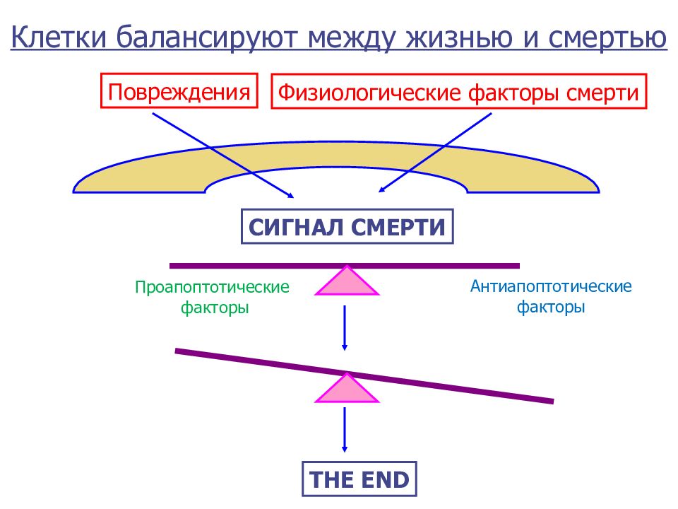 28 клеток. Гибель клетки цикл. Циклы молекулярная. Проапоптотические факторы. Антиапоптотические факторы.