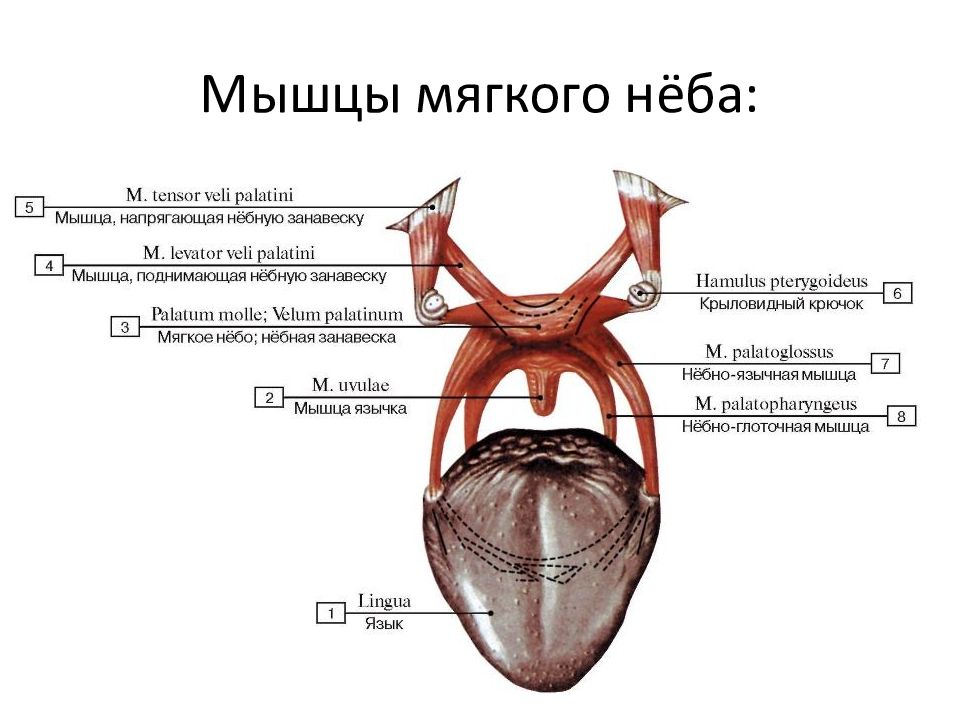 Небо мягкое и твердое схема