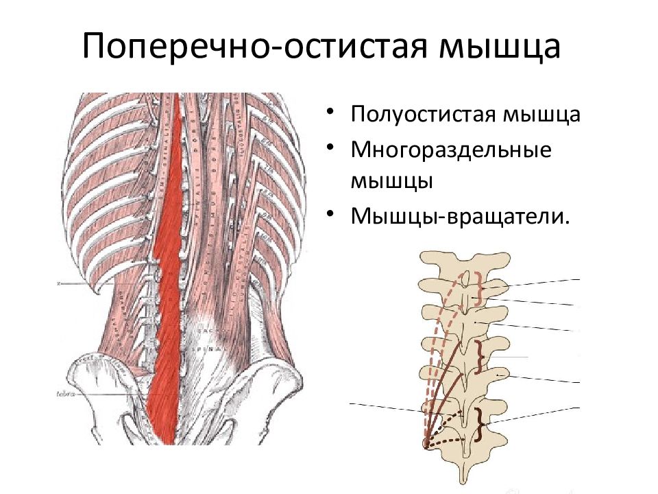 Полуостистая мышца головы и шеи