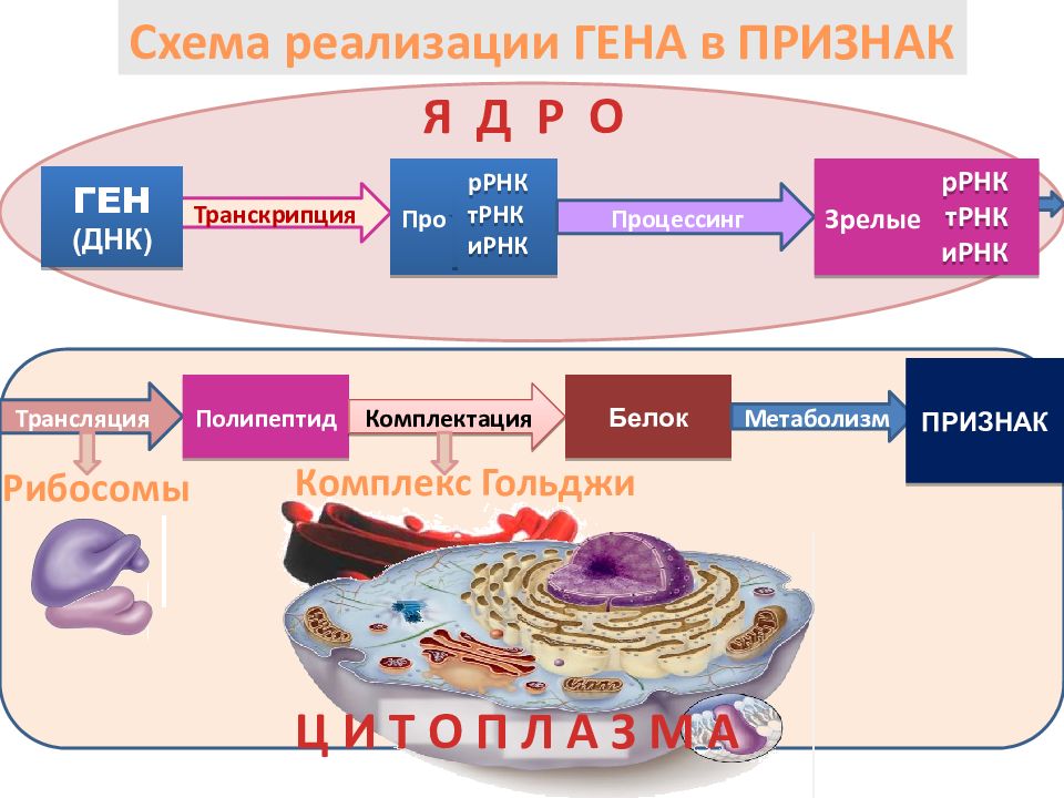 Ник трансляция ДНК.