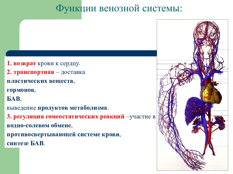 Презентация венозная система человека