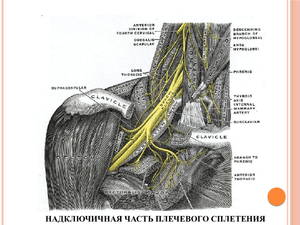 Плечевое сплетение презентация