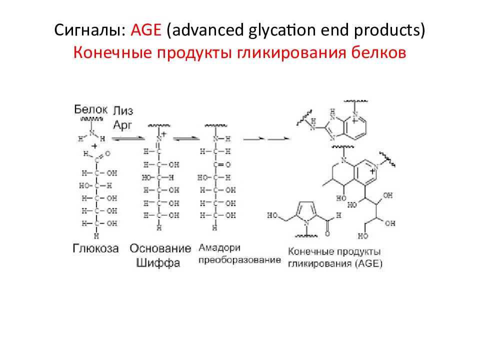 Белки конечные продукты. Реакции гликирования белков. Age конечные продукты гликирования. Неферментативное гликирование белков. Конечные продукты гликирования белков.