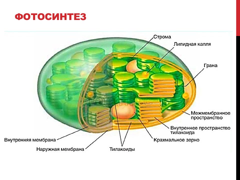 Фотосинтез осуществляется в хромопластах. Строение хлоропласта растительной клетки. Схема строения хлоропласта. Матрикс хлоропласта. Хлоропласты растительной клетки строение и функции.