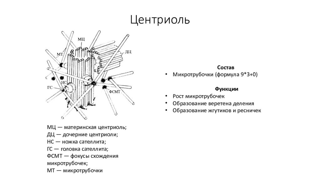 Центриоли функции