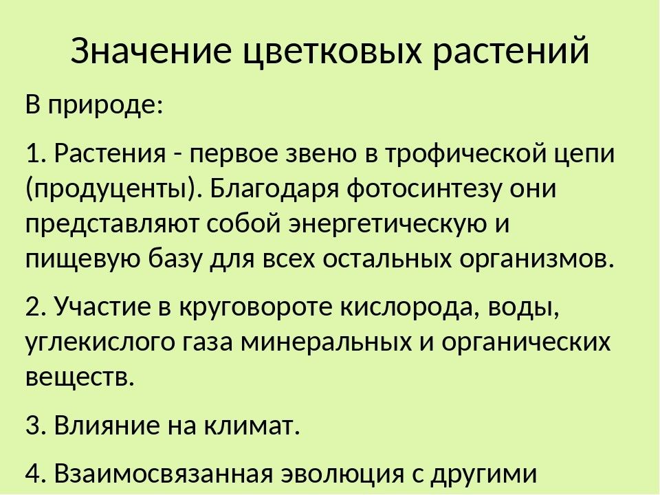 Значение цветковых в жизни человека. Значение цветковых растений в природе. Значение цветковых растений. Значение цветковых растений в природе и жизни человека. Роль цветковых растений в жизни человека.