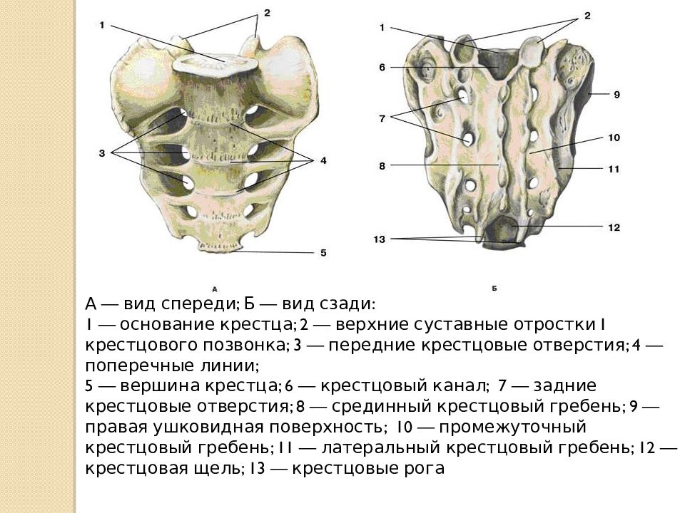 Крестцовая кость. Строение крестца сбоку. Крестец спереди и сзади. Крестцовый отдел вид спереди и сзади. Крестец сбоку 3.