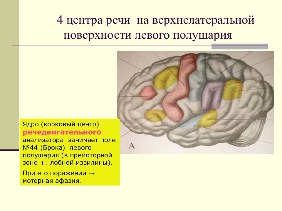 Корковые центры мозга. Речевые центры мозга. Корковые центры речи. Речевой центр в головном мозге. Речевой центр мозга расположение.