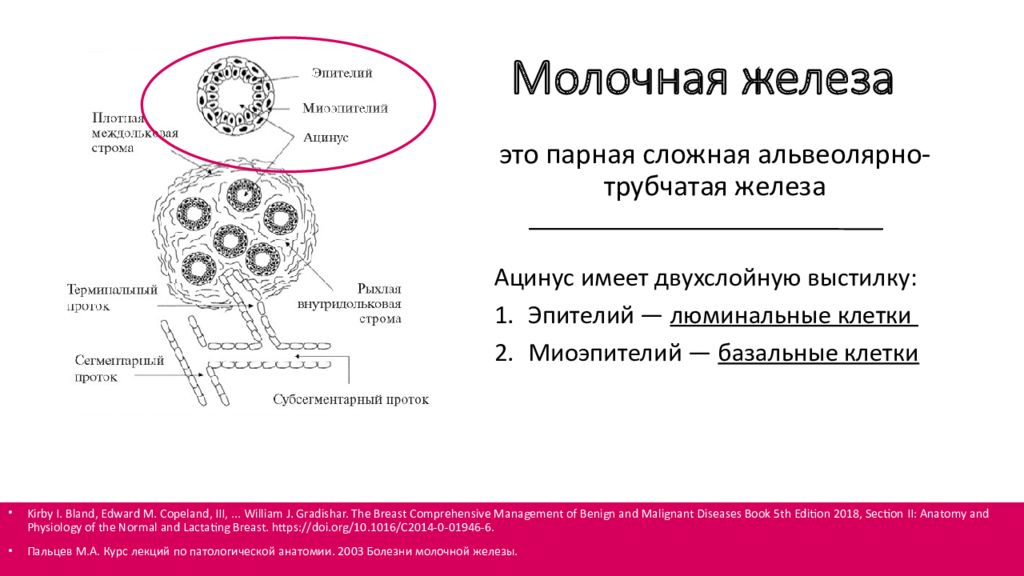 Клетки молочной железы. Строение молочной железы эпителий. Схематическое изображение молочной железы вид спереди. Молочная железа ацинус препарат. Строение ацинуса молочной железы.