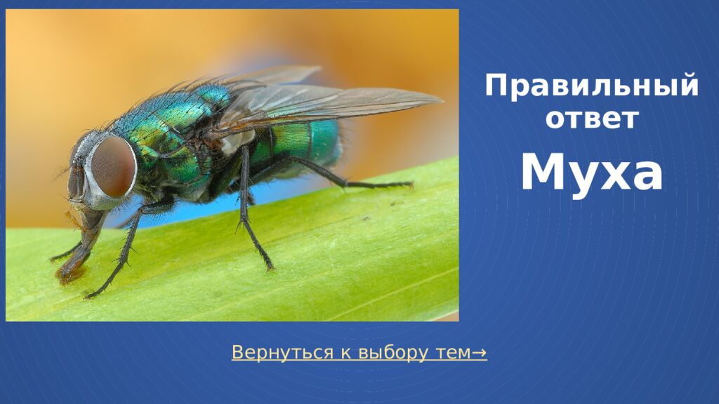 Правильный ответ Муха