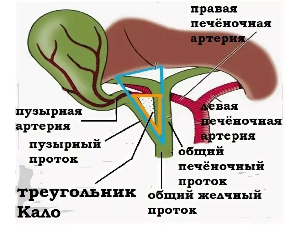 Синтопия нижней поверхности печени схема