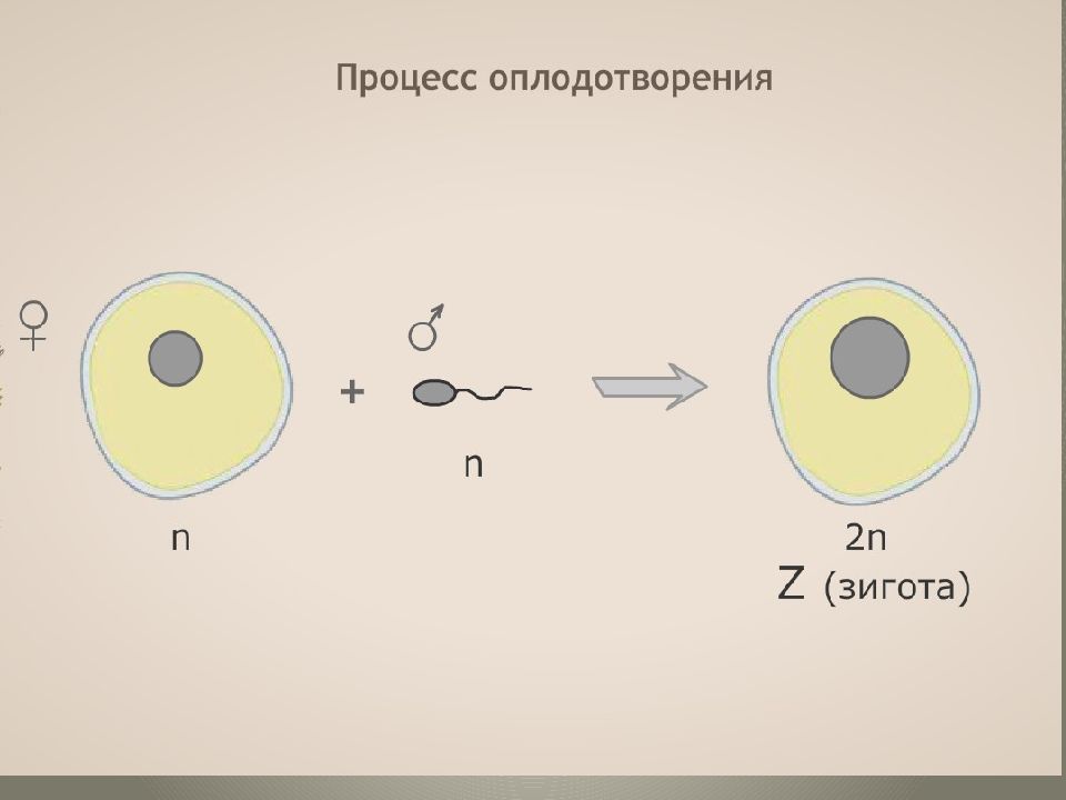 2 процесс оплодотворения