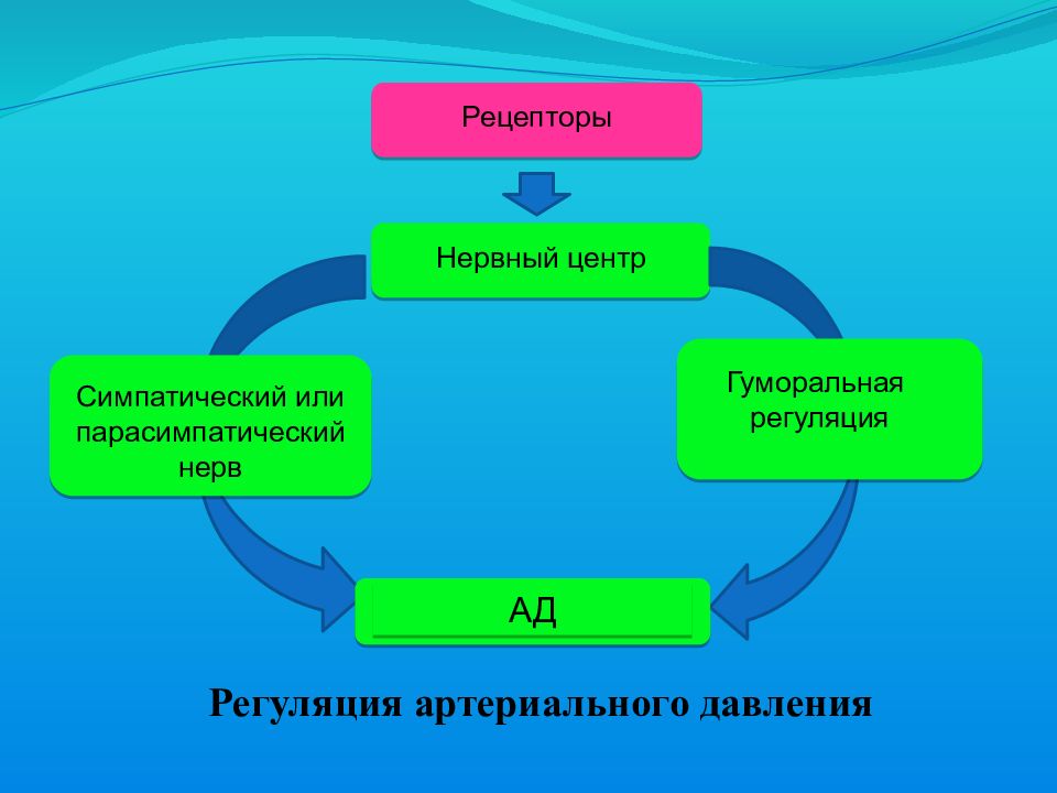 Движение крови по сосудам регуляция кровоснабжения 8 класс презентация