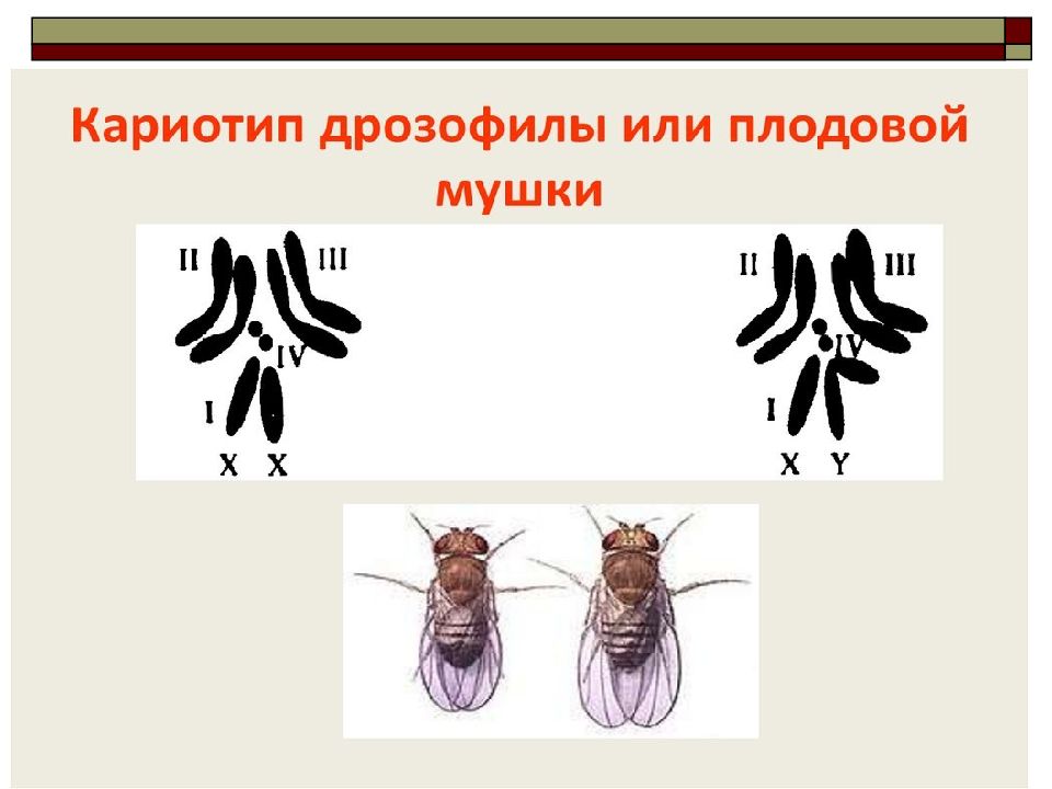 Сцепленное наследование признаков