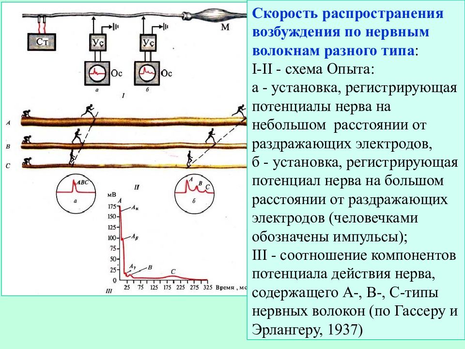 Скорость возбуждения. Скорость распространения возбуждения. Скорость проведения возбуждения по нервным волокнам. Распространение возбуждения по нервному волокну. Типы распространения возбуждения по нервному волокну.