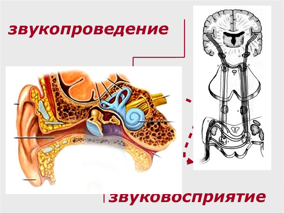 Клиническая анатомия и физиология слухового анализатора презентация