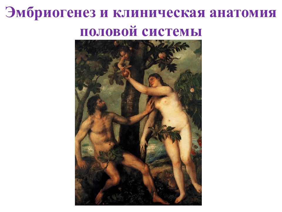 Эмбриогенез и клиническая анатомия половой системы