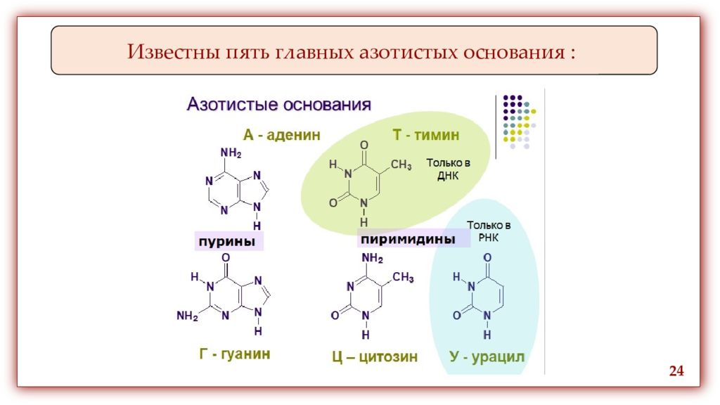 Известны пять. Структура азотистых оснований. Классификация азотистых оснований. Азотистые основания это в биологии. Аминокислоты и азотистые основания.