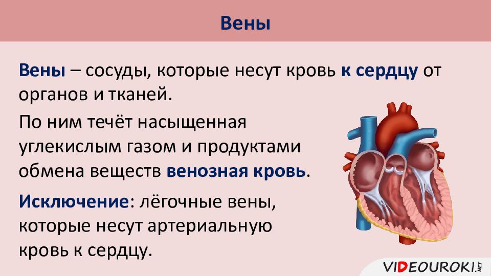 Презентация по биологии 8 класс строение и работа сердца