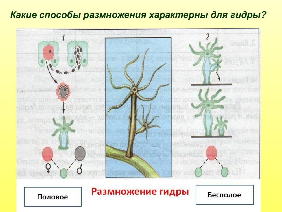 Для размножения изображенного на рисунке организма не характерно